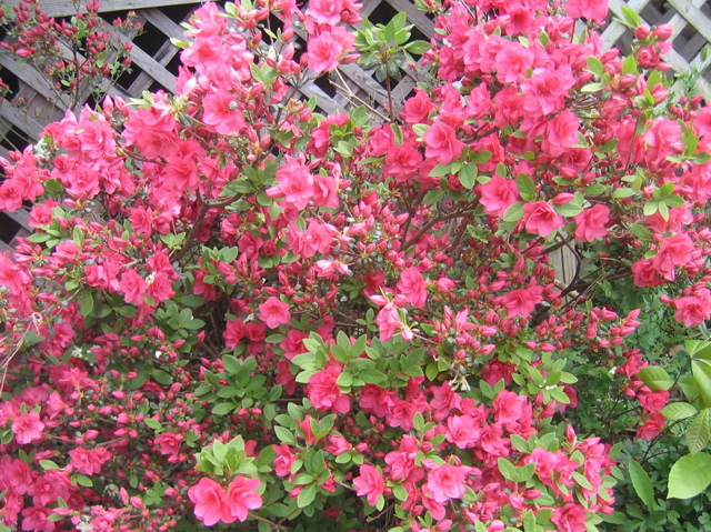 photo00019